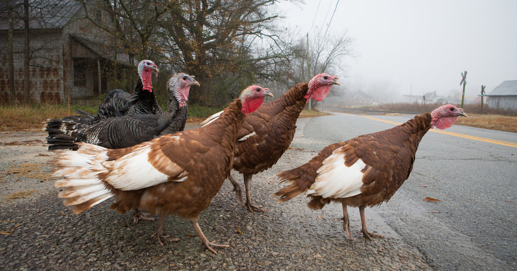 Rediscovering Southern Roots – The New York Times