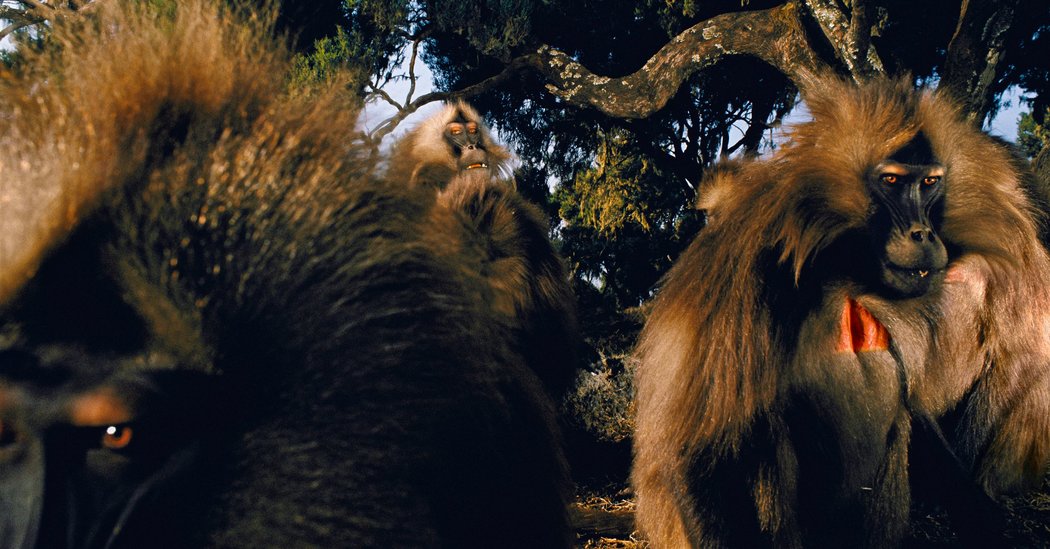 How Do You Photograph Lions? Be as Boring as Possible. – The New York Times