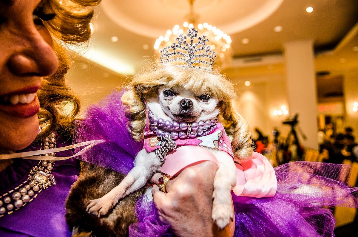 The Glamorous Dog Pageants of New York’s Elite — Vantage — Medium