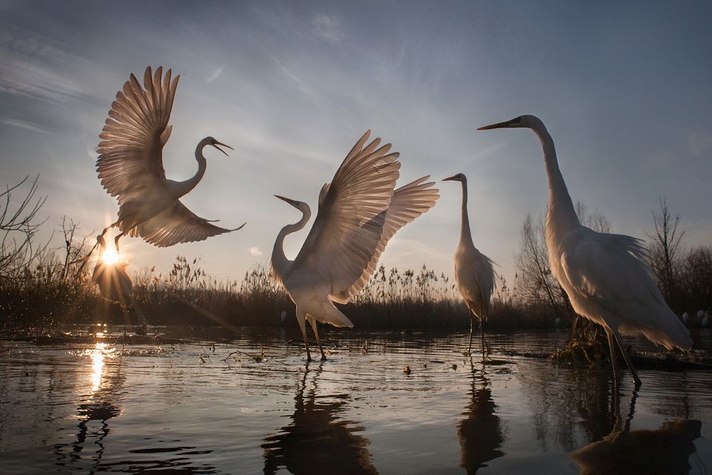 Zsolt Kudich and Réka Zsirmon – Great Egrets: A Nature Conservation Success | LensCulture