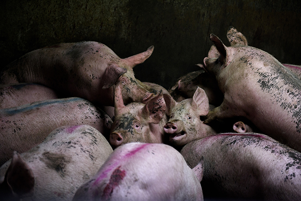 The Horrific Brutality of the Meat Industry, in Photos – Feature Shoot