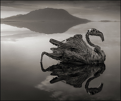 African Lake Transforms Animals Into Calcified Statues