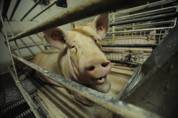 The Horrific Truth About Pigs in Factory Farms – Feature Shoot