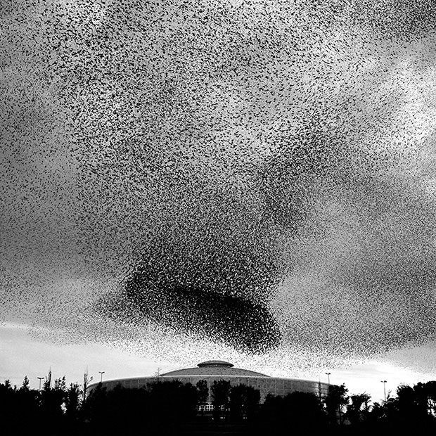 Poetry in Motion: Migrating Starlings of Rome Photographed by Richard Barnes