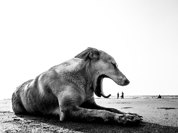 Poignant, Playful Photos of the Stray Dogs of India – Feature Shoot
