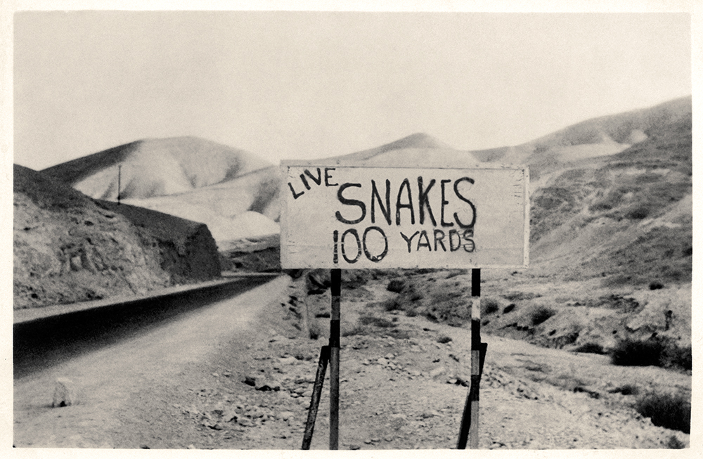 Peter B Leighton: Live Snakes | LENSCRATCH