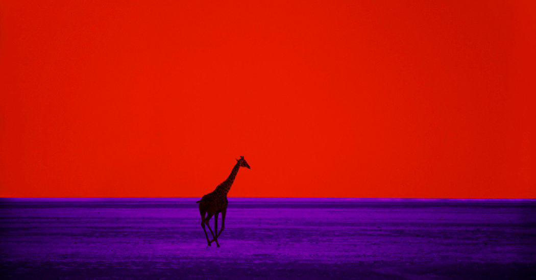 Pete Turner, Whose Color Photography Could Alter Reality, Dies at 83 – The New York Times