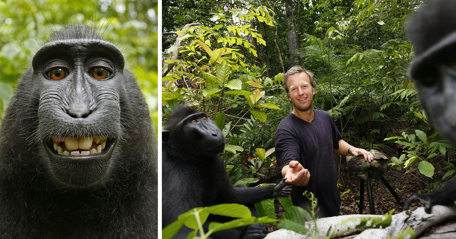 Photographer Wins Monkey Selfie Copyright Case, Court Slams PETA