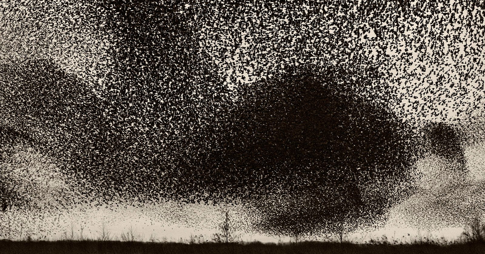 Black Sun: Photos of Starling Flocks Darkening the Sky Over Denmark
