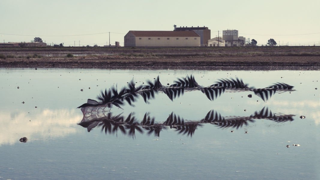 Surreal ‘Chronophotographs’ of Birds in Flight