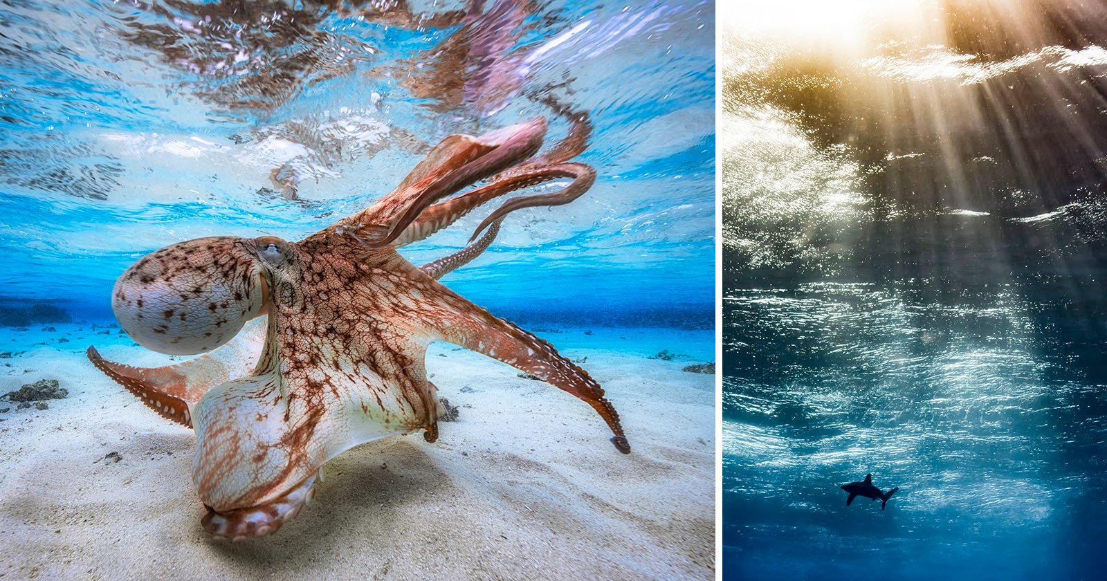 The Winning Photos of Underwater Photographer of the Year 2017