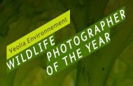 Wildlife Competition Miffs Photographers with New Megapixel Requirement – PetaPixel